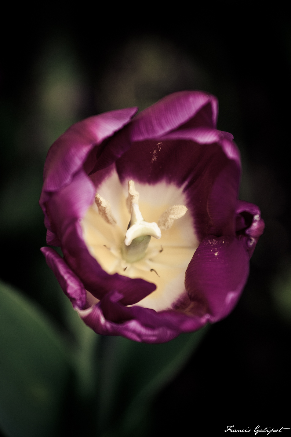 02042011-2011_04_02_eos-40d_640iso_0913_neg