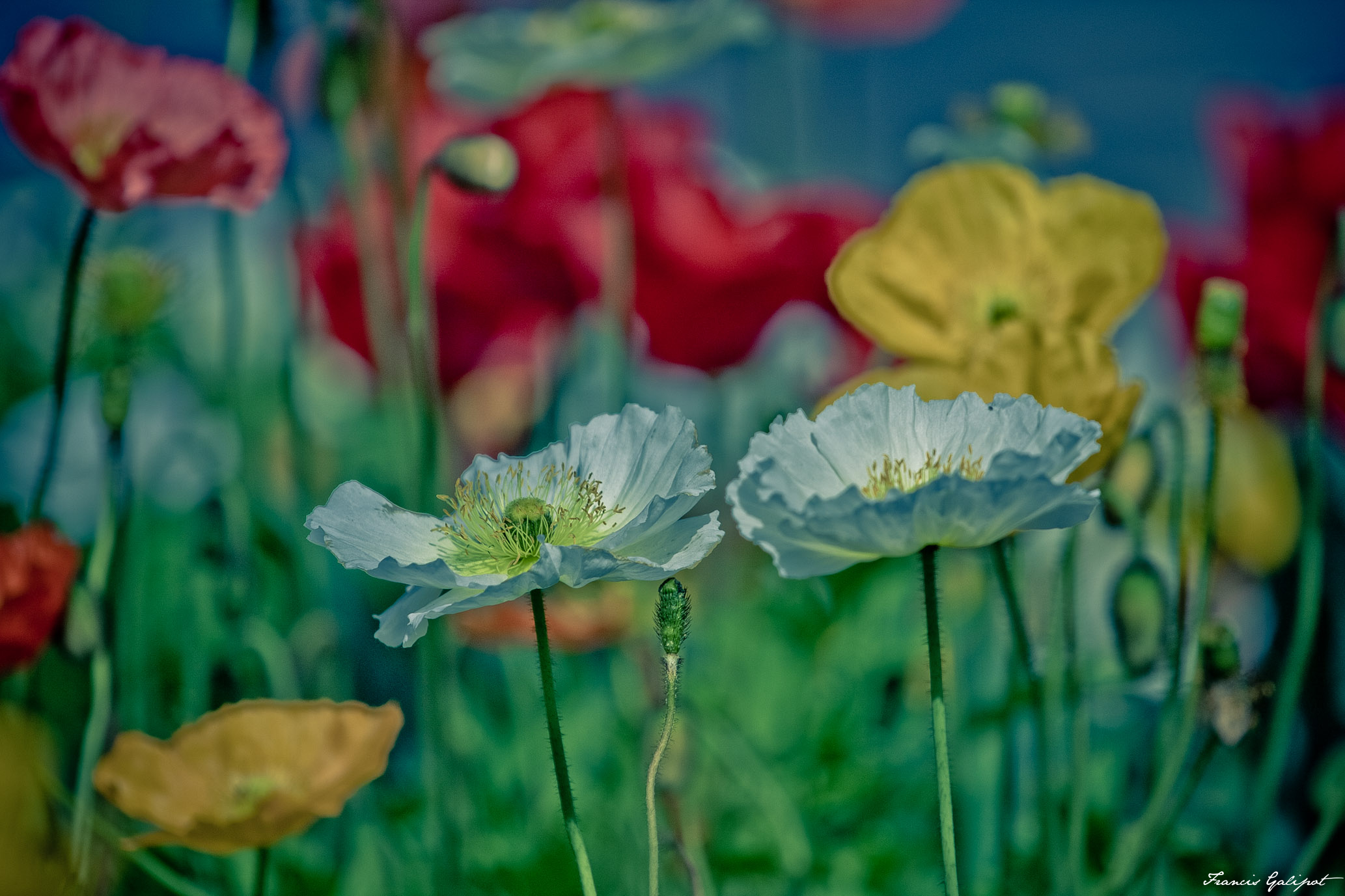 10042011-2011_04_10_eos-40d_200iso_1403_neg