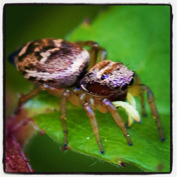 Micro Spider