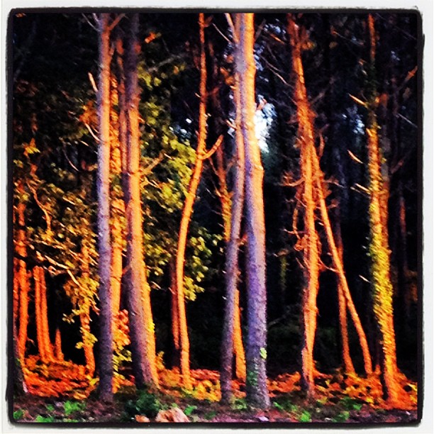 Le soleil se couche sur la forêt des landes - from Instagram