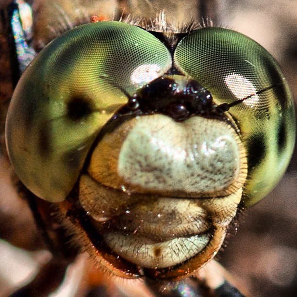 Attention je vous ai à l'oeil - from Instagram