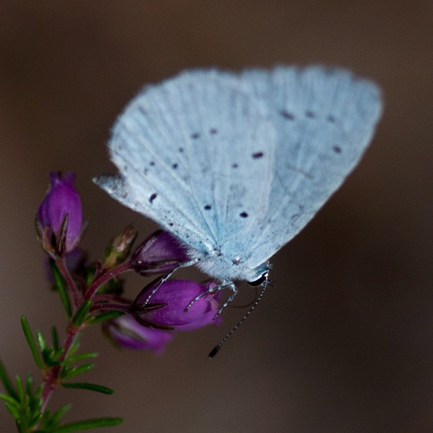 Petit pap blanc - from Instagram