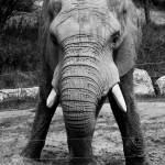 Éléphant d'afrique