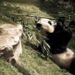Panda gourmand