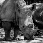 Rhino d'afrique
