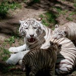 Famille tigre blanc