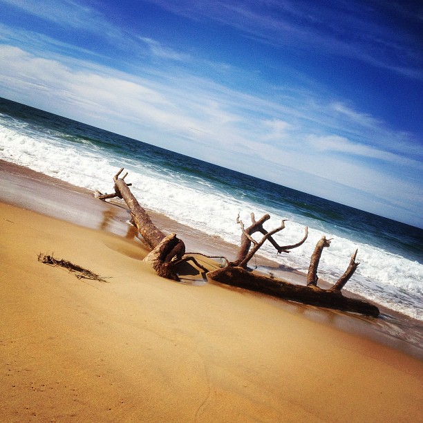 Sable, bois , océan, soleil ... Les landes