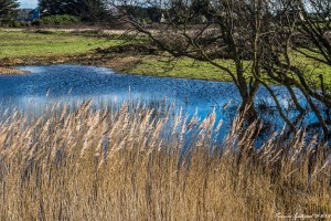 Blog de lours-8-18022016-_MGL0863--sans titreISO 400-40 mm