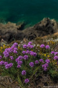 Blog de lours-1-15052016-_MGL1215--sans titreISO 200-48 mm