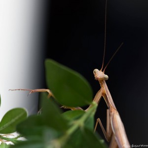 blog-de-lours-3-18092016_mgl2511_sans-titre_iso-800_100-mm